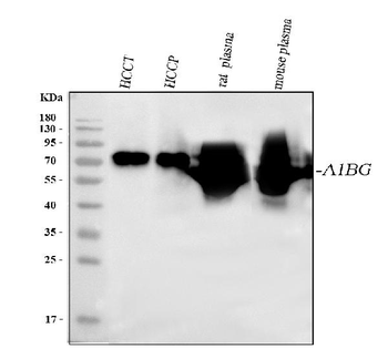 Anti-Alpha 1B-Glycoprotein/A1BG Antibody
