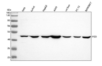 Anti-PGD Antibody