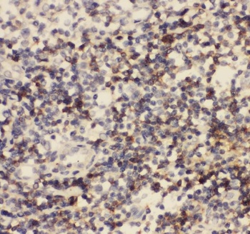 CD8 Cd8A Mouse Monoclonal Antibody