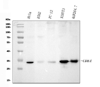 CDK4 Antibody (Monoclonal, DCS-31)