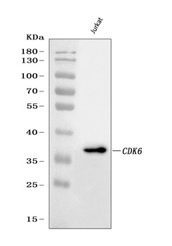 CDK6 Mouse Monoclonal Antibody