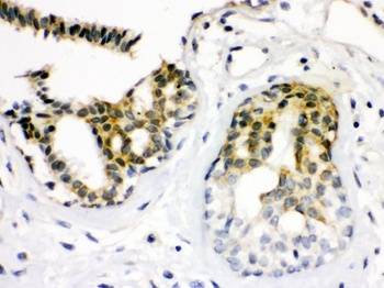 Cdk7/CAK Mouse Monoclonal Antibody