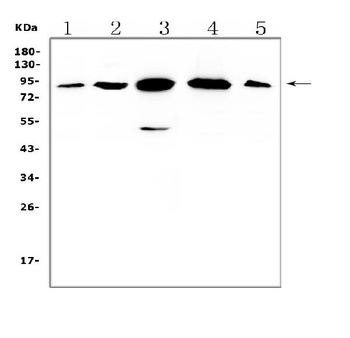 Gelsolin Gsn Antibody (Monoclonal, GS-2C4)