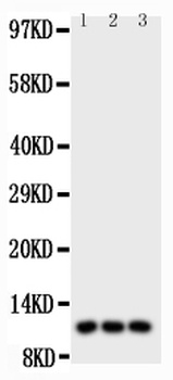 I-309/CCL1 IGF1R Antibody