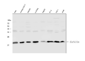 Anti-Cofilin/CFL1 Antibody