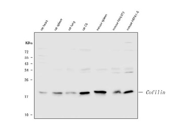Anti-Cofilin/CFL1 Antibody