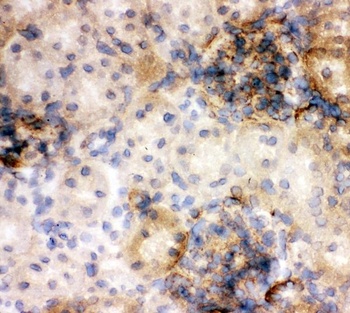 Anti-Annexin V/ANXA5 Antibody
