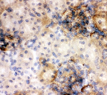 Annexin V/ANXA5 Antibody