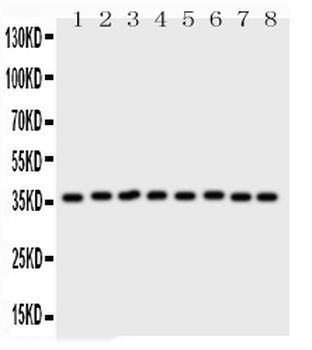 Anti-Annexin V/ANXA5 Antibody