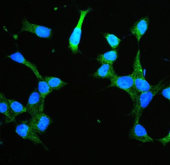 Annexin V/ANXA5 Antibody