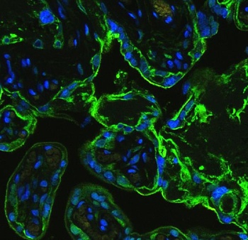 Anti-Annexin V/ANXA5 Antibody
