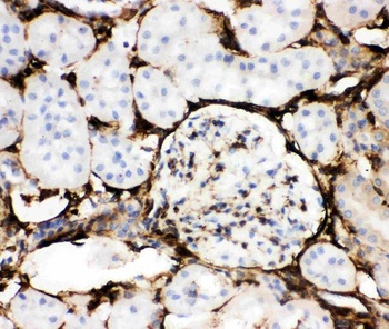 Annexin V/ANXA5 Antibody