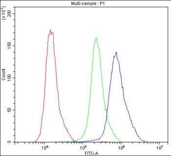 Calbindin/CALB1 Antibody