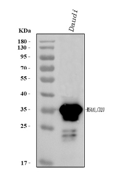 CD20/MS4A1 Antibody