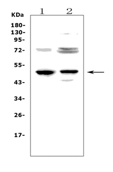 CD23/FCER2 Antibody