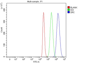 Src Rabbit Polyclonal Antibody