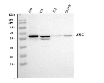 Src Rabbit Polyclonal Antibody