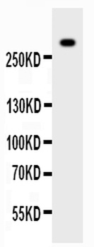 Anti-Von Willebrand Factor/VWF Antibody