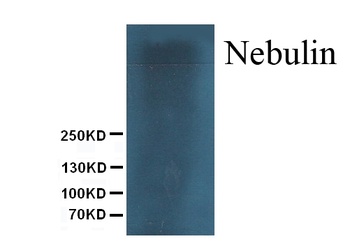 Nebulin Antibody (Monoclonal, NB2)