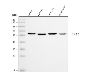 PKB Alpha Akt1 Antibody (Monoclonal, PKB-175)