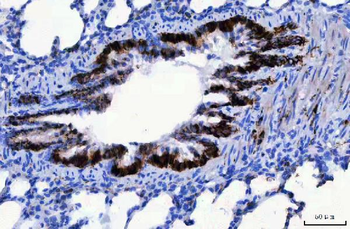 Anti-CD166/ALCAM Antibody