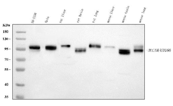 Anti-CD166/ALCAM Antibody