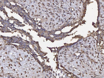 Anti-Annexin IV/ANXA4 Antibody