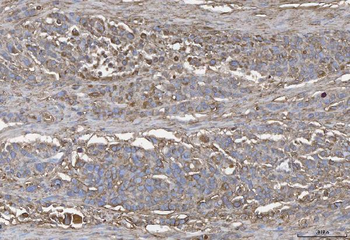 Anti-Annexin IV/ANXA4 Antibody
