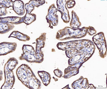 Anti-Annexin IV/ANXA4 Antibody