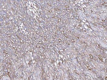 Anti-Annexin IV/ANXA4 Antibody