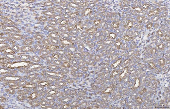 Anti-Annexin IV/ANXA4 Antibody