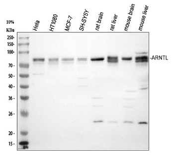 Anti-BMAL1/ARNTL Antibody