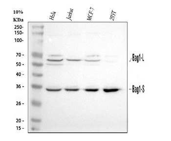 Anti-Bag1 Antibody