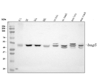 Anti-Bag5 Antibody