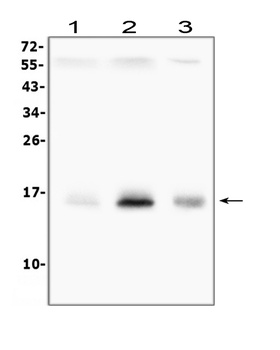 Survivin/BIRC5 Antibody