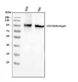 Anti-CD105/ENG Antibody