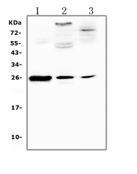 Anti-C Reactive Protein/Crp Antibody