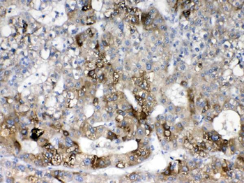 Cytochrome P450 2D6/CYP2D6 Antibody