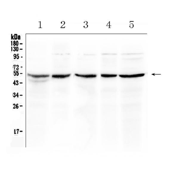 EIF3e Antibody