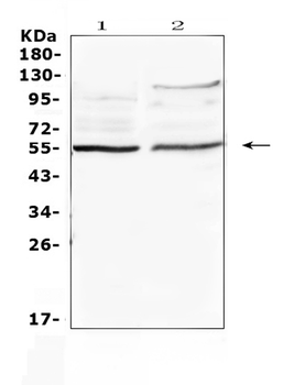 ETS1 Antibody
