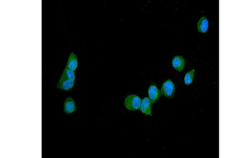 Anti-GAS 6/GAS6 Antibody