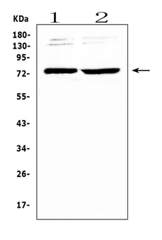 Anti-GAS 6/GAS6 Antibody