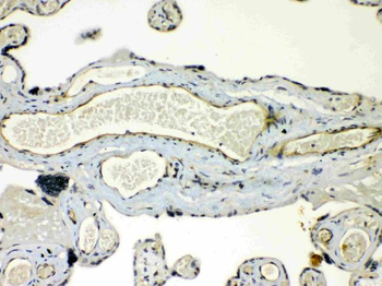Anti-Connexin 45/GJA7/GJC1 Antibody
