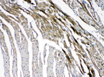 Anti-Connexin 45/GJA7/GJC1 Antibody