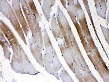 Anti-Connexin 45/GJA7/GJC1 Antibody