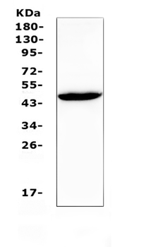 Anti-Connexin 45/GJA7/GJC1 Antibody