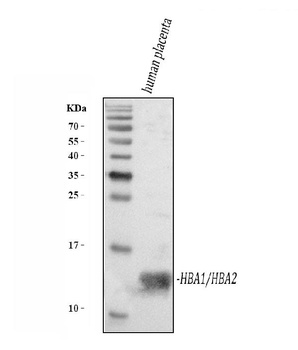 Hemoglobin/HBA1/HBA2 Antibody