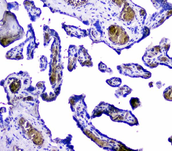 Anti-Hemoglobin/HBA1/HBA2 Antibody
