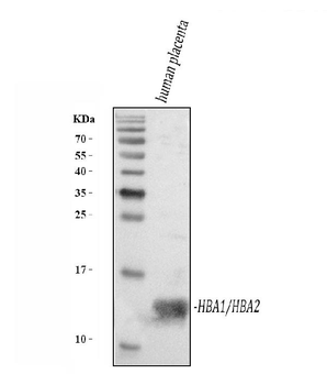 Anti-Hemoglobin/HBA1/HBA2 Antibody