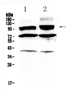Anti-HCN2 Antibody